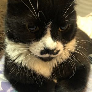 Meet your Posher, Elliot